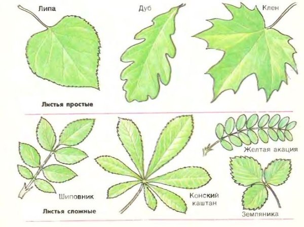 Край листовой пластинки клена биология