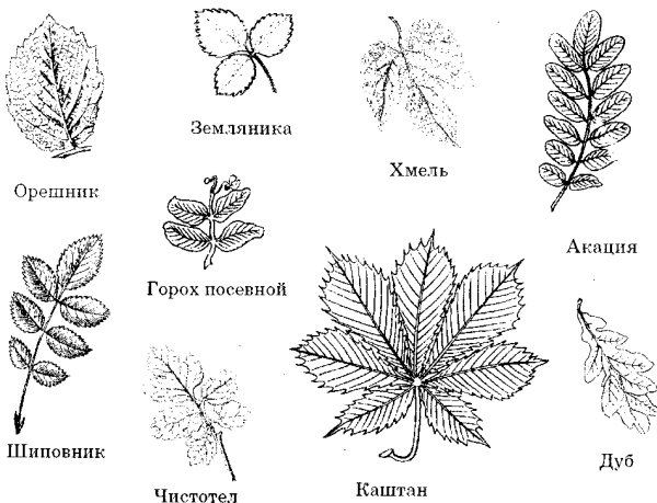 Сложные листья схема