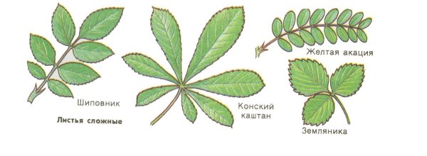 Жилкование листа шиповника