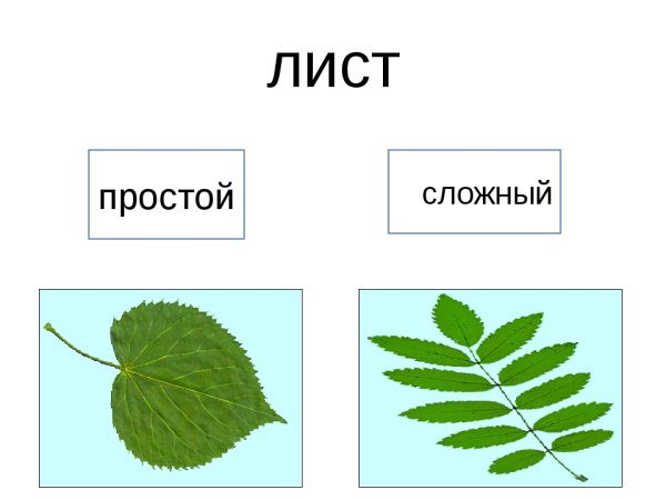 Простые и сложные листья