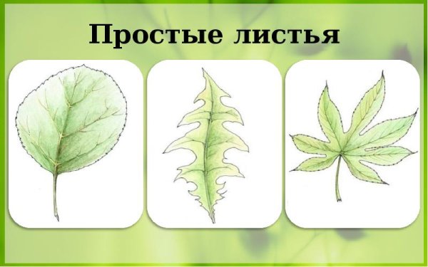 Простые и сложные листья