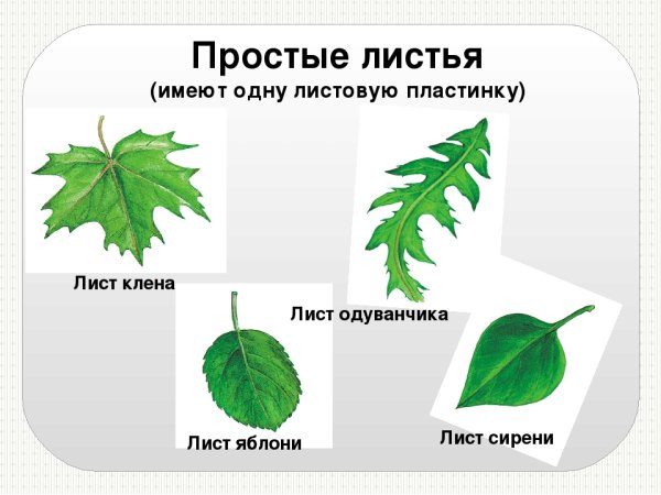 Лист клена листорасположение