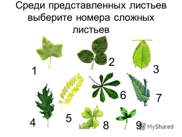 Простые и сложные листья