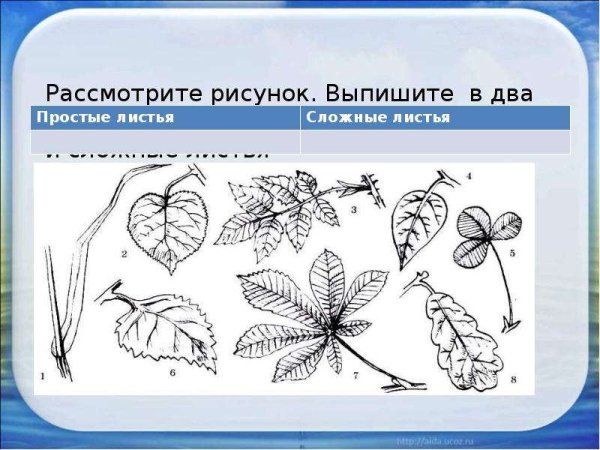 Лист простой и сложный рисунок