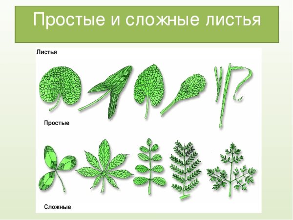 Типы сложных листьев