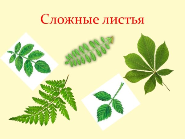 Многократно перистосложный лист