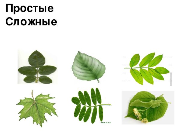 Гербарий простых и сложных листьев