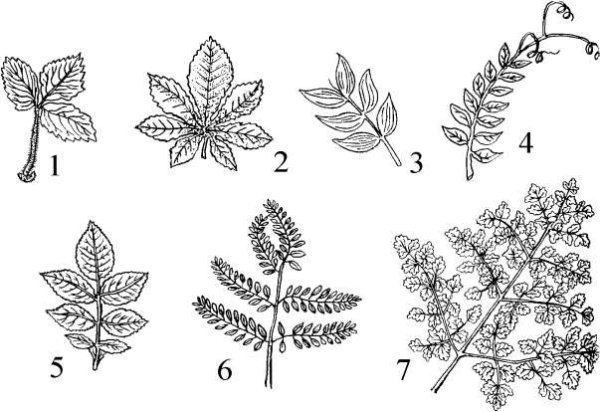 Туя Западная листорасположение