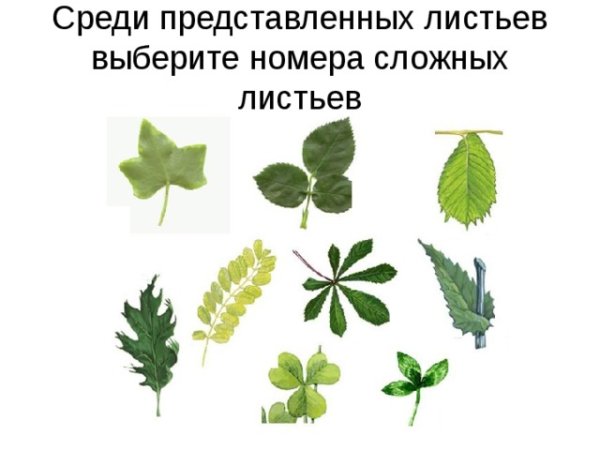 Простые и сложные листья