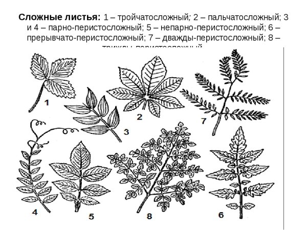 Основные типы сложных листьев