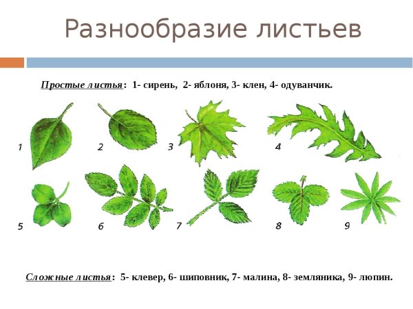 Простые и сложные листья