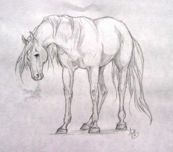 Наброски лошадей карандашом