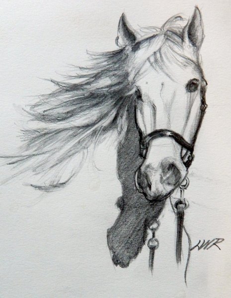 Рисование морды лошади