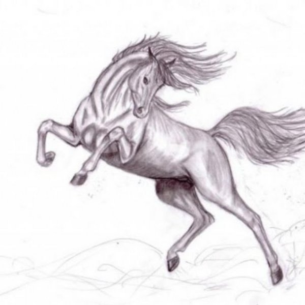 Рисунок лошади карандашом для срисовки