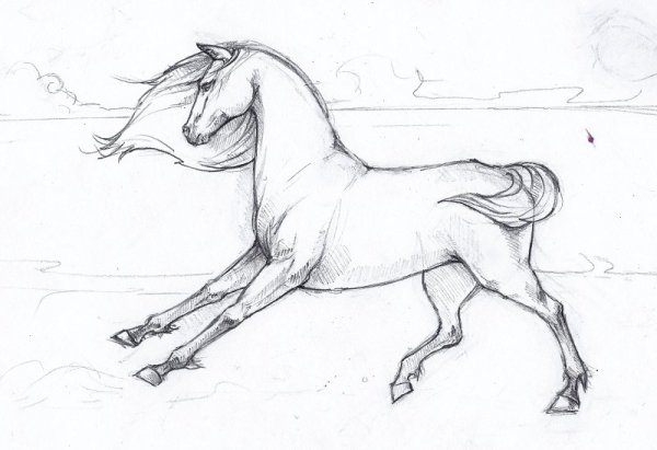 Лошадь карандашом
