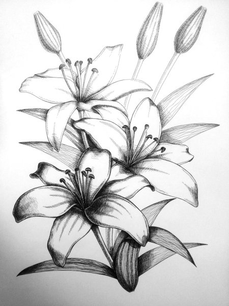 Лилия карандашом