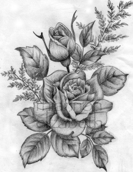 Цветы карандашом розы