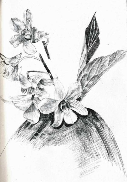 Цветы зарисовки карандашом