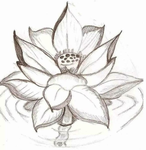 Лотос карандашом