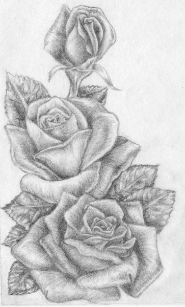 Нарисовать розу карандашом