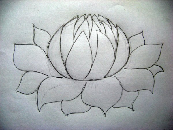 Лотос рисунок карандашом