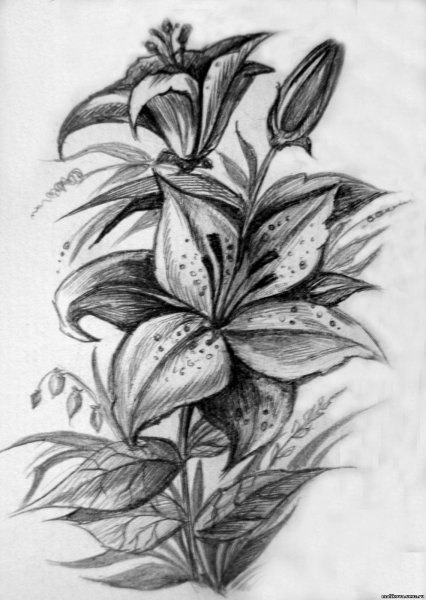 Лилия в графике