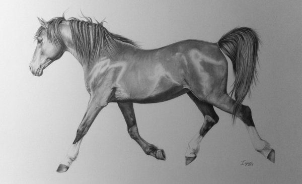 Конь карандашом