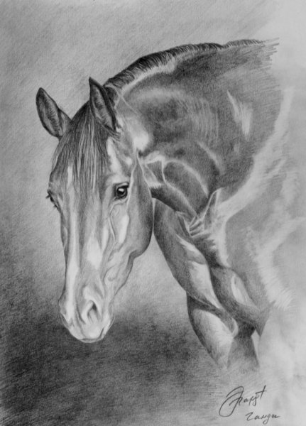 Лошадь карандашом