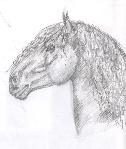 Рисунок лошади карандашом для срисовки