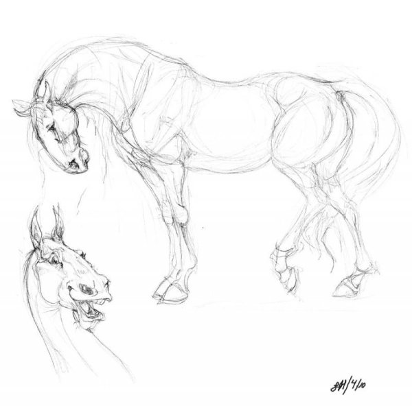 Лошадь скетч