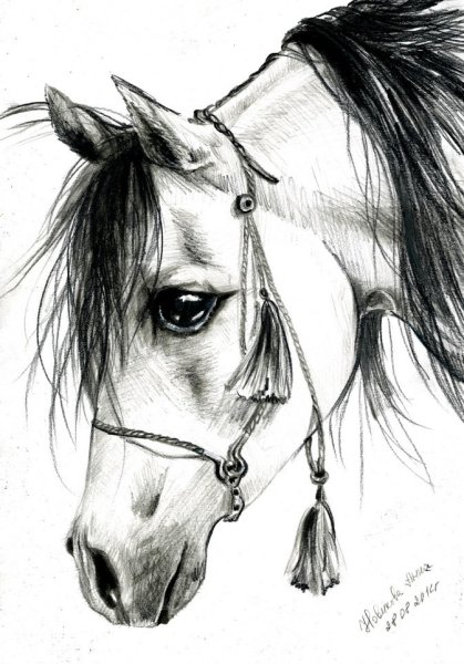 Лошадь карандашом для срисовки
