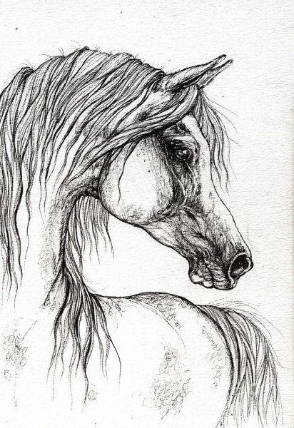 Голова лошади набросок