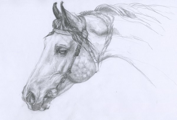 Наброски механическим карандашом