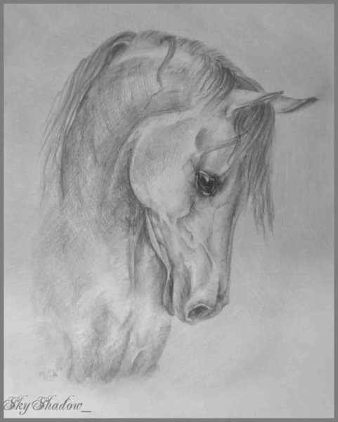 Портрет лошади карандашом