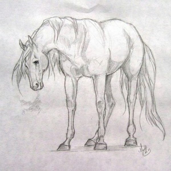 Лёгкие скетчи лошадей