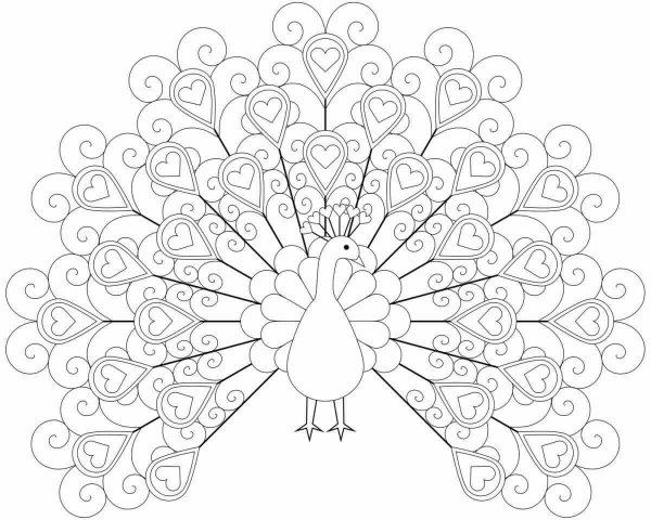 Павлин раскраска для детей