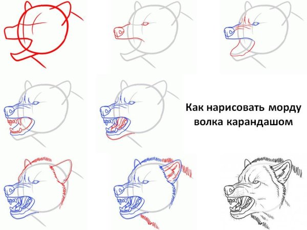 Поэтапные рисунки карандашом для начинающих