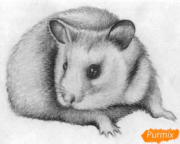Хомяк рисунок карандашом