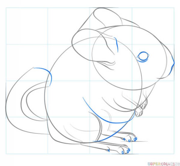 Этапы рисования хомяка