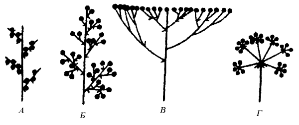 Сложные рацемозные соцветия