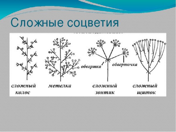 Схема сложного соцветия