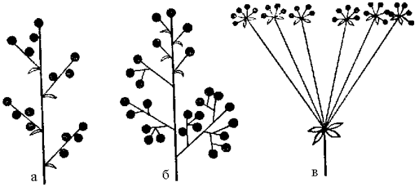 Двойной дихазий