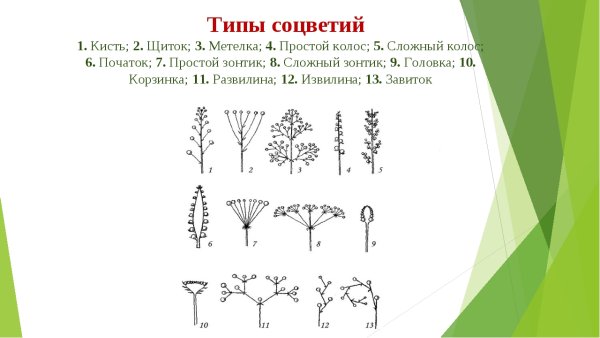 Схема соцветия сложный щиток