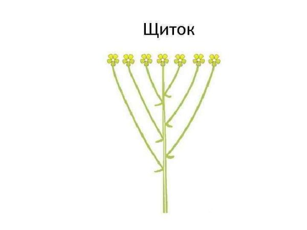 Соцветие щиток схема