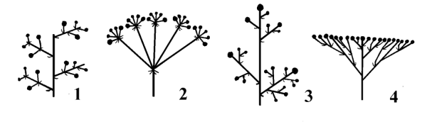 Простые цимозные соцветия