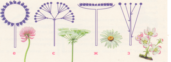 Соцветие щиток схема