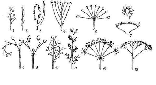 Соцветие полузонтик