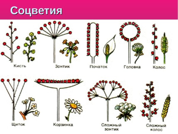 Щитковидное соцветие