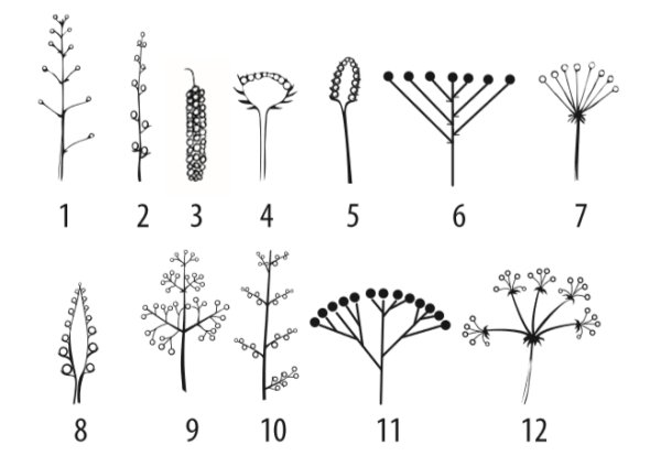 Соцветие колосовидная кисть