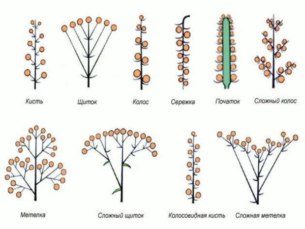 Соцветие Султан